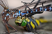 Dragonfly Cannibalism